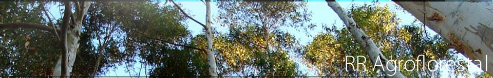 RR Agroflorestal