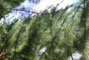 Aspecto das ac�culas de Pinus caribaea var. caribaea manejado em alta tecnologia em fertiliza��o em Prata MG