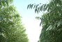 Floresta com 1 ano de idade em solo argiloso em Inimutaba-MG