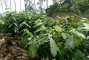 Vis�o geral de plantio clonal de Cacau em SAF com 2 anos de idade manejados em alta tecnologia de fertiliza��o em Igrapi�na - BA