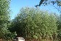 Floresta com 1 ano em solo argiloso em Martinho Campos-MG