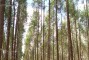 Floresta com 3 anos em Paragominas-PA.