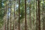 Floresta com 4 anos de idade em solo argiloso em Inimutaba-MG