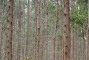 Floresta com 5  anos em solo argiloso em Felixl�ndia-MG