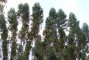 Floresta com 5,5 anos em solo argiloso em Pomp�u-MG