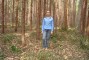 Floresta com 63 m�/ha/ano em solo arenoso em Jo�o Pinheiro-MG