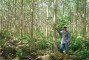 Gmelina arborea aos 2,5 anos de idade em Punto Nuevo-Col�mbia.