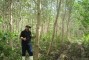 Gmelina arborea com 2,5 anos de idade em Zambrano-Col�mbia.