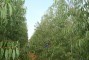 Floresta com 10 meses de idade em sistema de alta tecnologia de aduba��o no Graja� - MA
