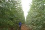 Floresta com 11 meses de idade em sistema de alta tecnologia de aduba��o no Graja� - MA