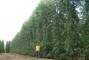 Floresta com 13 meses de idade em sistema de alta tecnologia de aduba��o no Graja� - MA