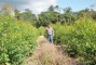 Floresta com 5 meses de idade no sistema de aduba��o RR em Monte Dourado - PA (2)