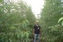 Floresta com 5 meses de idade no sistema de aduba��o RR em Monte Dourado - PA (2)