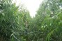 Floresta com 9 meses de idade no sistema de aduba��o RR em Monte Dourado - PA (2)