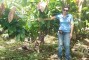Plantio clonal de Cacau em SAF (banana e seringueira) com 2 anos de idade manejados em alta tecnologia de fertiliza��o na regi�o de Igrapi�na-BA.