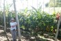Plantio clonal de seringueira com 5 anos de idade em SAF (Cacau e Banana) manejado em alta tecnologia de fertiliza��o na regi�o de Igrap�na-BA.