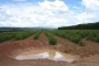 Plantio clonal de eucalipto com 3 meses em Cambissolo em Curvelo-MG.