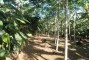 Plantio de Cacau de alta produtividade em SAF (banana e seringueira) na regi�o de Igrapi�na-BA.