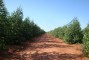 Plantio de clone de eucalipto aos 10 meses de idade na regi�o de Santa Rita do Pardo-MS.