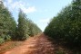 Plantio de clone de eucalipto aos 12 meses de idade na regi�o de Santa Rita do Pardo-MS.