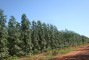Plantio de clone de eucalipto aos 16 meses de idade na regi�o de Santa Rita do Pardo-MS.