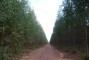 Plantio de clone de eucalipto aos 27 meses de idade na regi�o de Santa Rita do Pardo-MS.