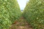 Plantio de clone de eucalipto em solos arenosos aos 10 meses de idade na regi�o de Sonora-MS.