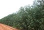 Plantio de clone de eucalipto em solos arenosos aos 23 meses de idade na regi�o de Sonora-MS.