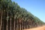 Plantio de clone de eucalipto em solos arenosos aos 3,5 anos de idade na regi�o de Jaciara-MT.