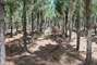 Plantio de Pinus caribaea var. caribaea aos 45 meses de idade manejados em alta tecnologia de fertiliza��o na regi�o de Prata_MG.