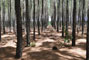 Plantio de Pinus caribaea var. caribaea aos 7 anos com IMA de 40 m�/ha/ano  na regi�o do Prata-MG manejado com alta tecnologia em fertiliza��o.