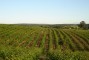 Plantio em Cambissolo de Curvelo-MG (2).