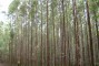 Floresta manejada com sistema de aduba��o RR aos 4 anos apresentando 70 m<sup>3</sup>/ha/ano na regi�o do Prata - MG