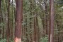 Talh�o com parcela com 90 m�/ha/ano na regi�o de Felixl�ndia - MG