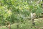 Uso de pulveriza��o foliar com micronutrientes em plantios de Cacau