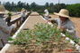 Plantio das minicepas no canalet�o.
