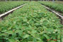 Minijardim clonal com alta produtividade devido ao manejo nutricional recomendado pela RR Agroflorestal.