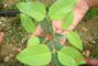 Minicepa em formato de ta�a recomendada pela RR Agroflorestal.